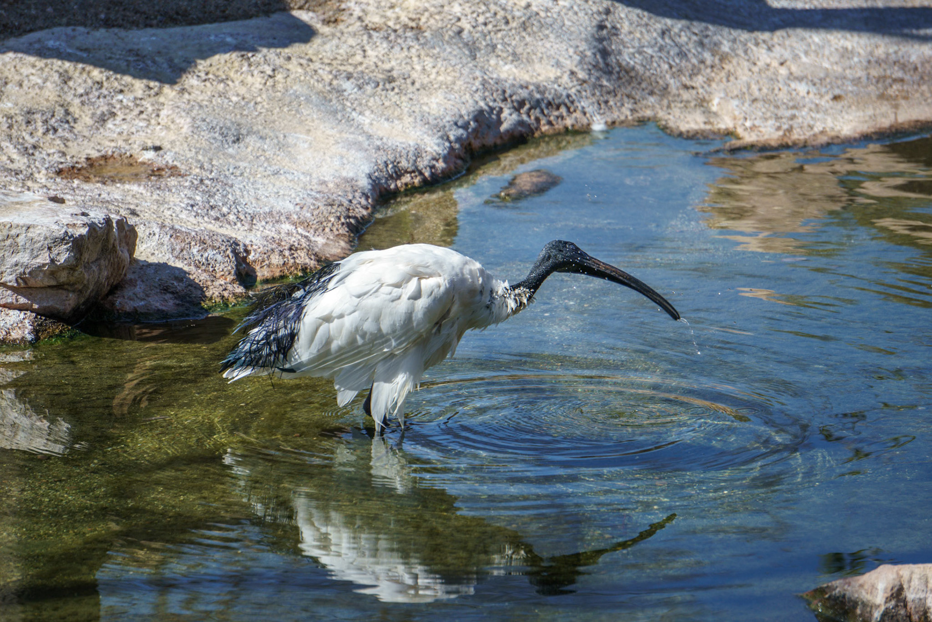 VALENCIA, SPAIN - FEBRUARY 26 : White Ibis at the Bioparc in Valencia Spain on February 26, 2019