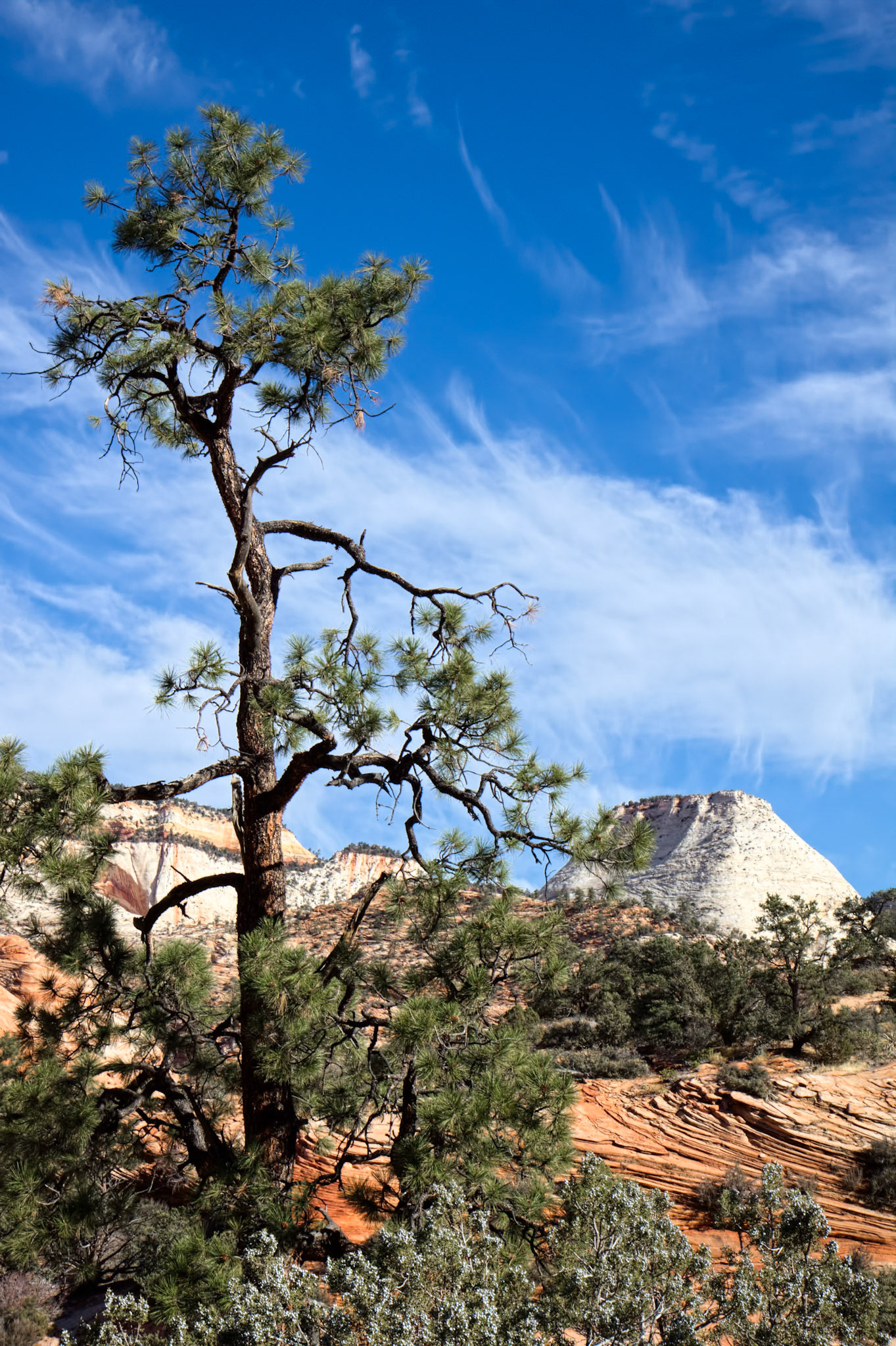 Pine Tree in Zion National Park