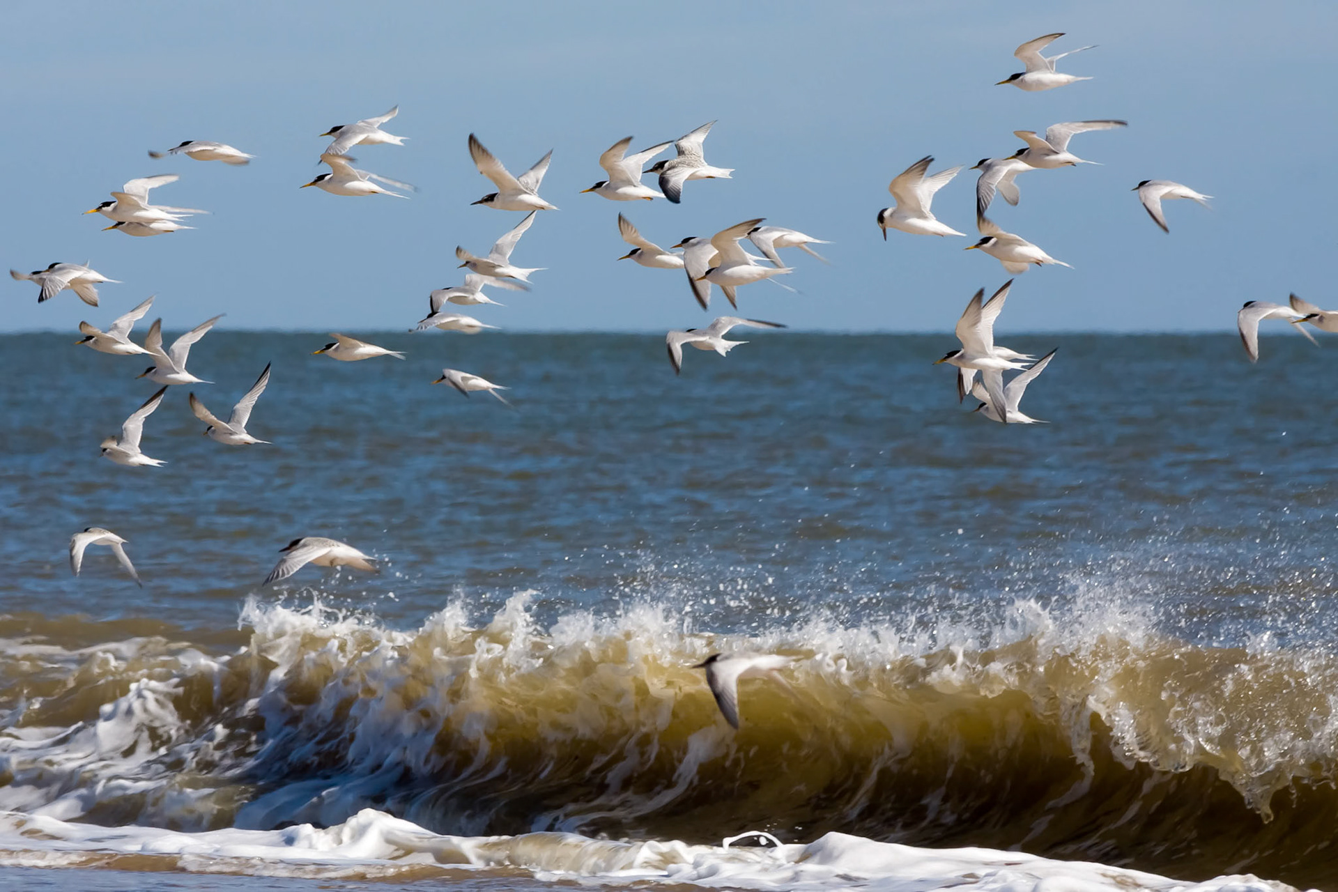Little Terns (Sternula albifrons) Flying along the Beach at Winterton-on-Sea