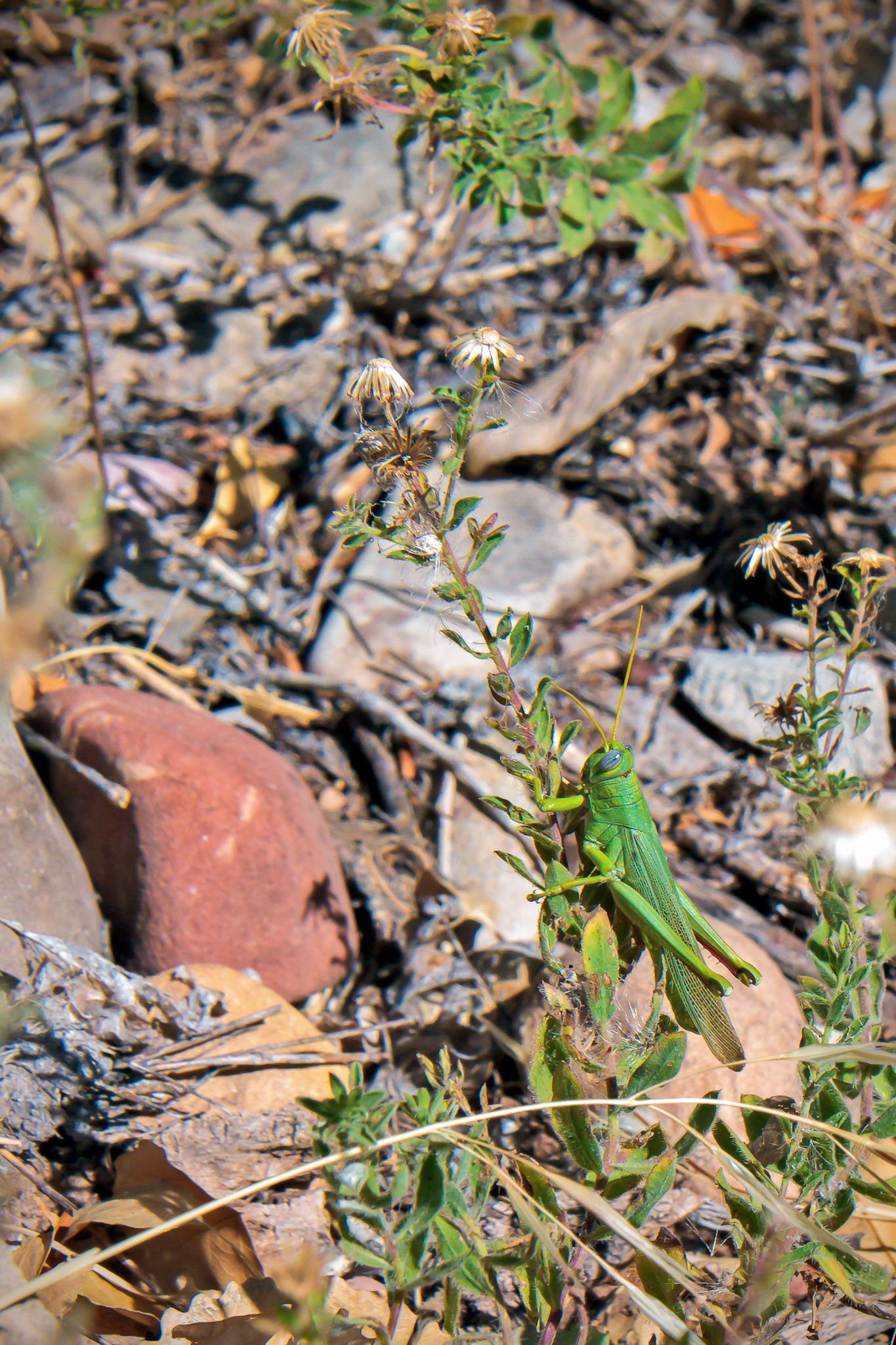 Solitary Desert Locust