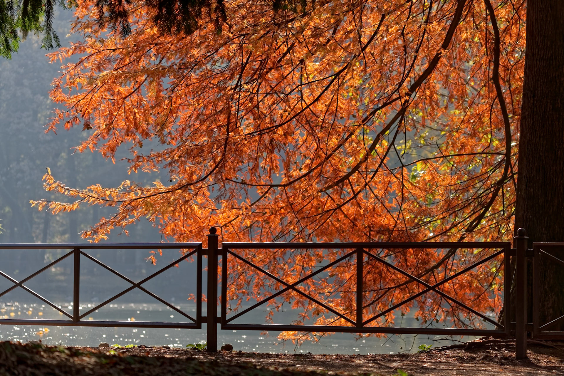 Spectacular Larch Tree at the Lake in Parco di Monza Italy
