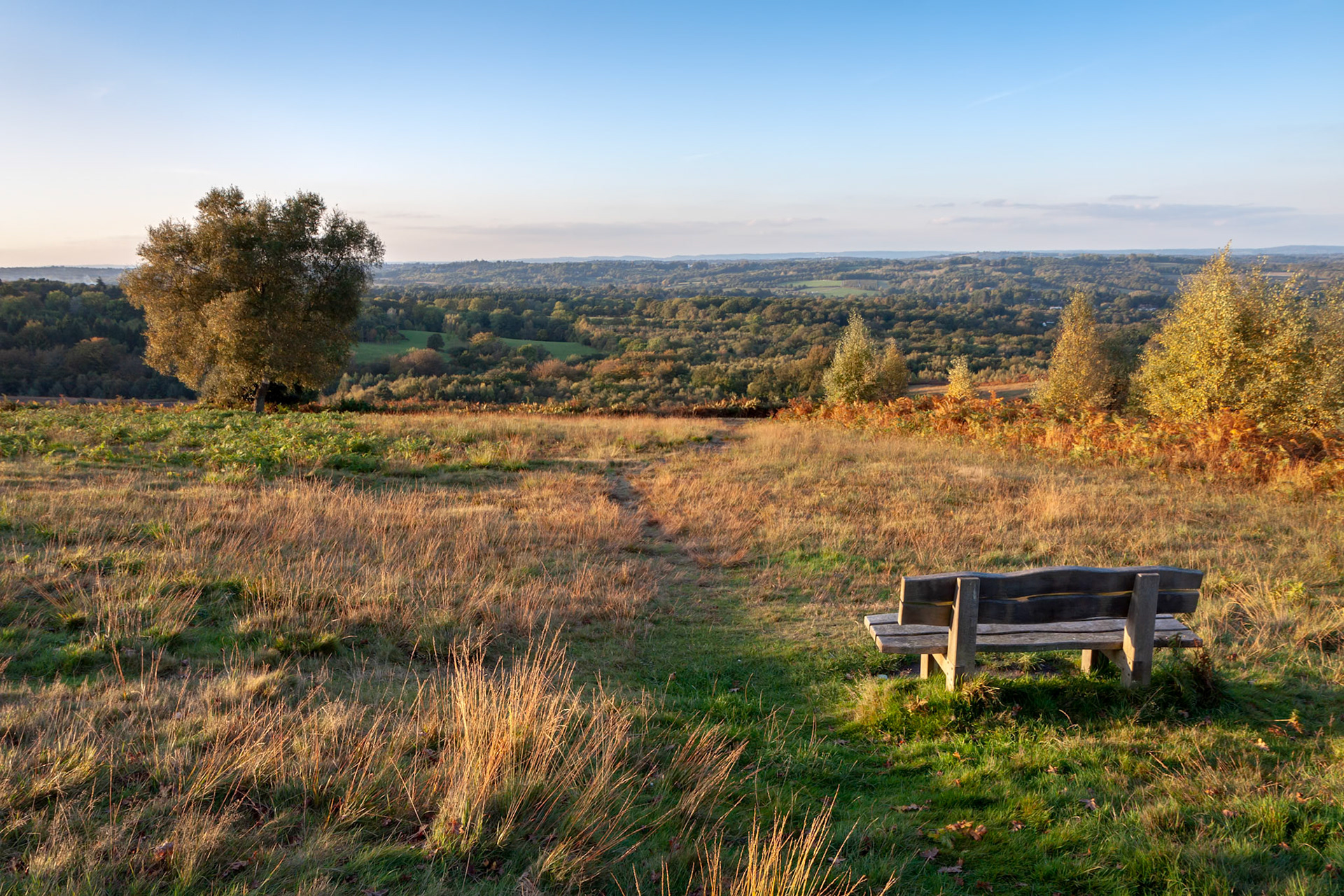 Autumn Sunshine lighting up the Ashdown Forest