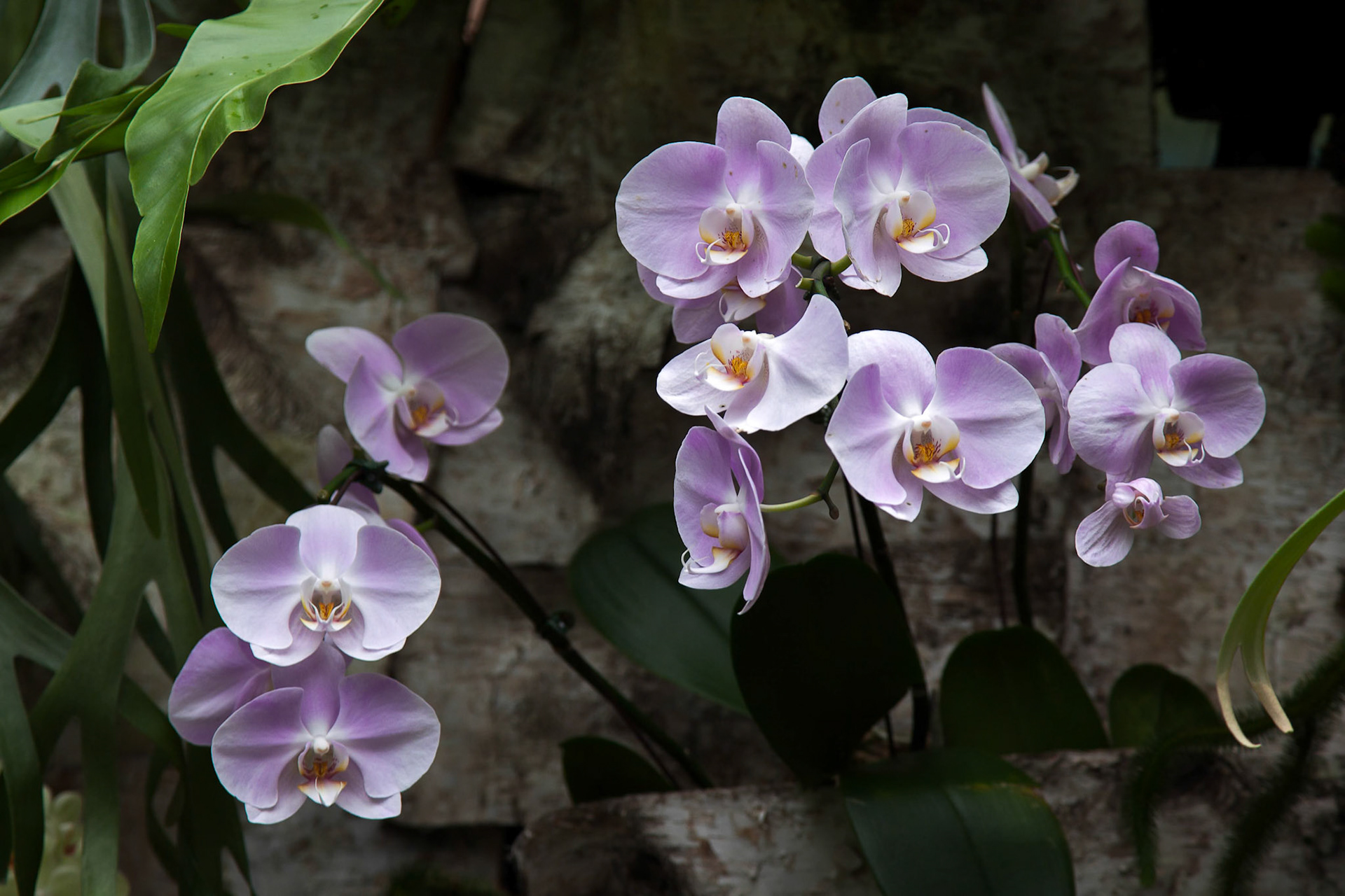 Orchid in Singapore Botannical Gardens