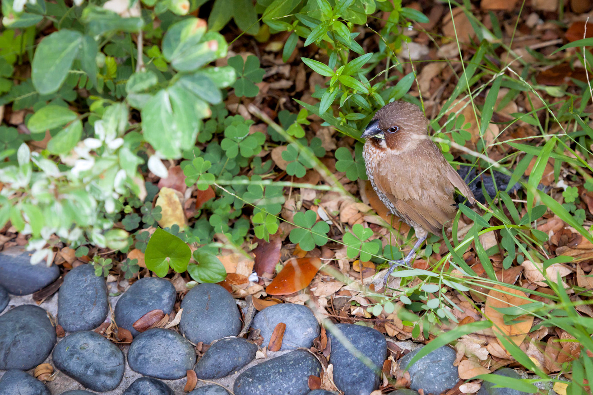 Scaly-breasted Munia (Lonchura punctulata punctulata)