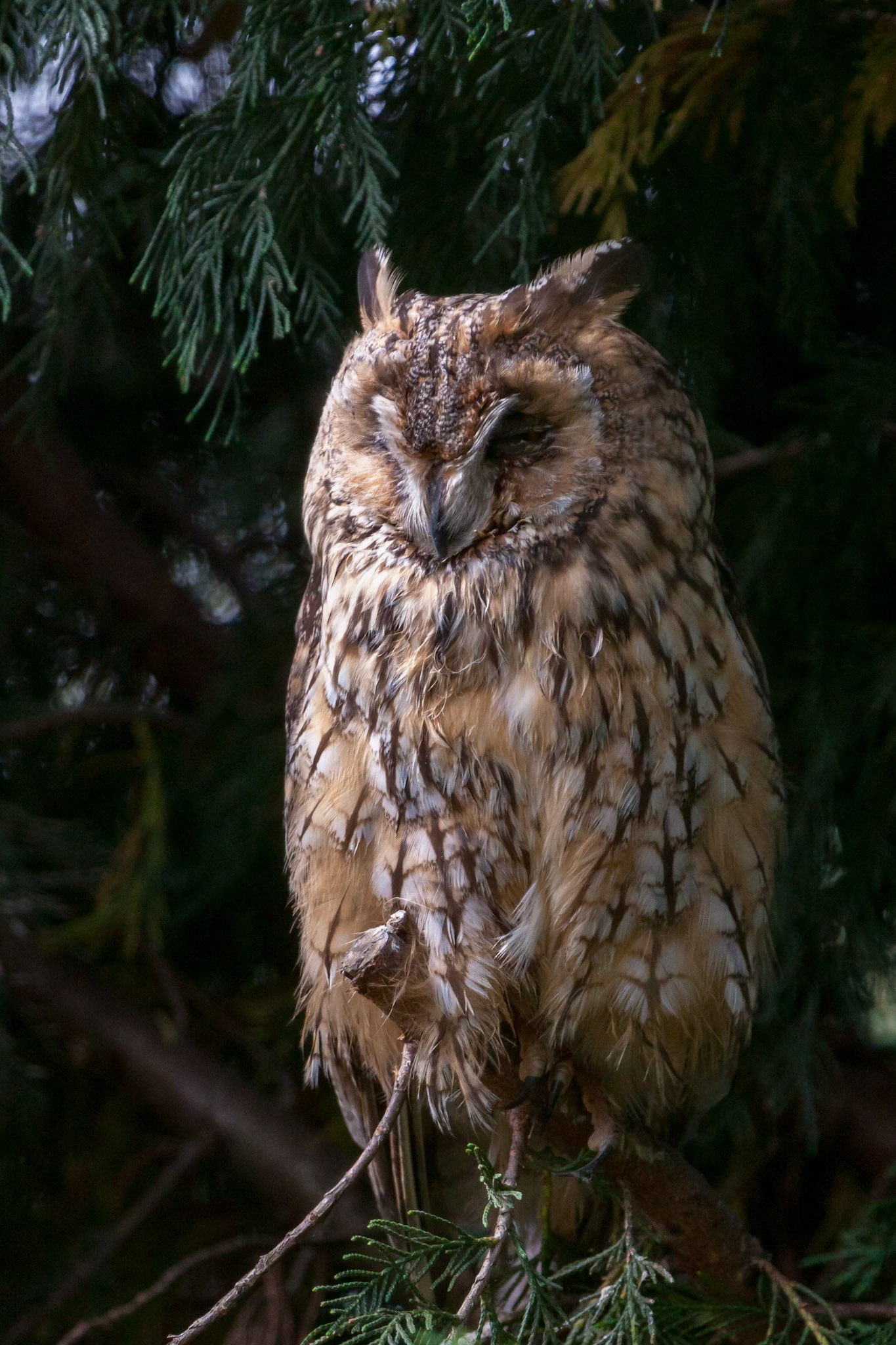 Eurasian Eagle Owl